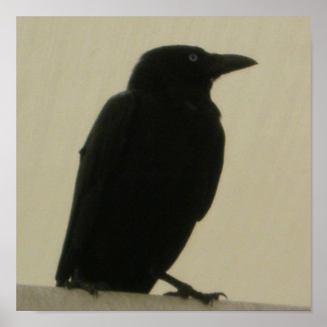 Black Crow Poster (Front)