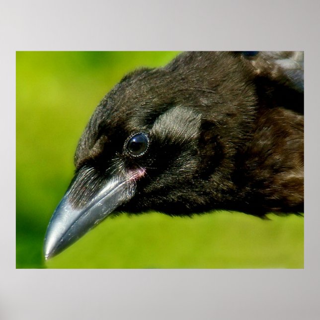 black crow poster (Front)