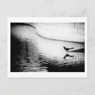 Black Crow with Reflection on Water - Photo Postca Postcard