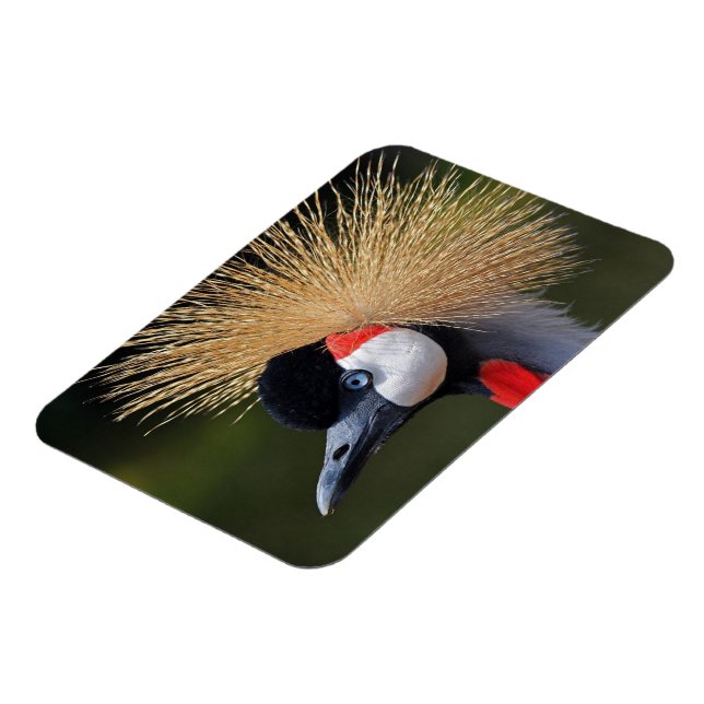 Black crowned crane magnet (Left Side)