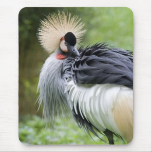 Black Crowned Crane Mousepad