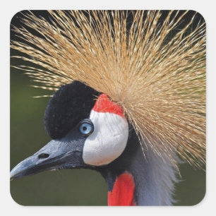 Black crowned crane square sticker
