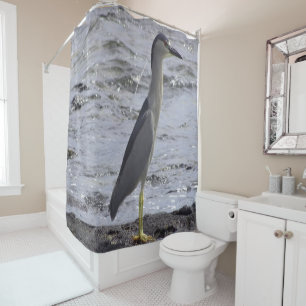 Black Crowned Night Heron