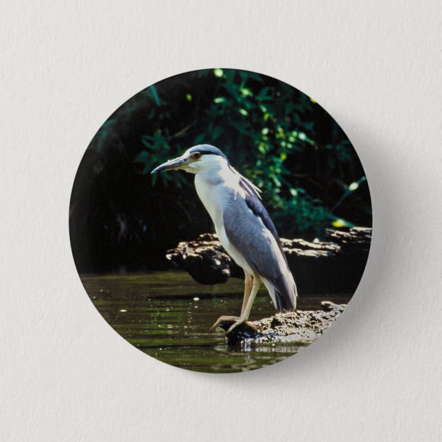 Black-crowned night heron 2 inch round button (Front)