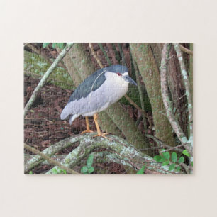 Black-Crowned Night Heron  - Bird - Puzzle