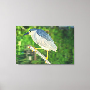 Black-crowned Night Heron Canvas Print