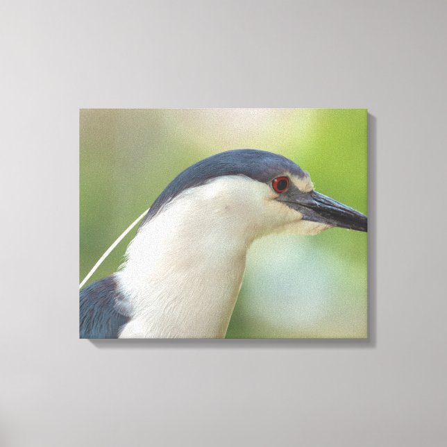 Black-crowned Night Heron  Canvas Print (Front)
