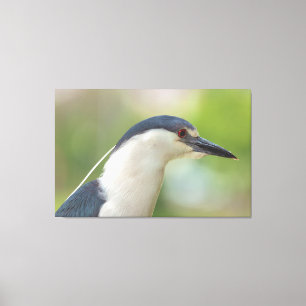 Black-crowned Night Heron  Canvas Print