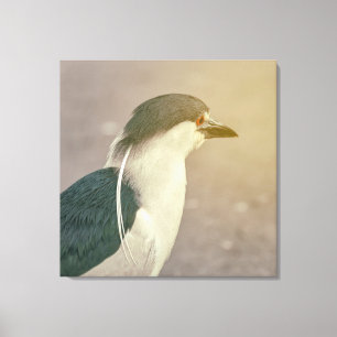 Black-crowned Night Heron Canvas Print