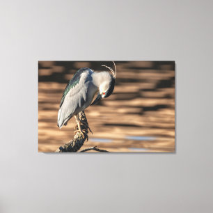 Black-crowned Night Heron Canvas Print