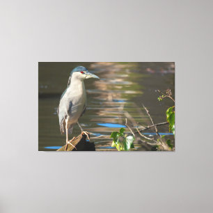Black-crowned Night Heron Canvas Print
