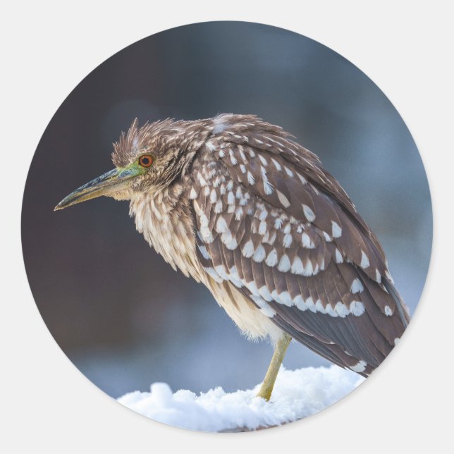 Black-crowned Night-Heron Classic Round Sticker (Front)