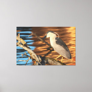 Black-crowned Night Heron Perches on Branch Canvas Print