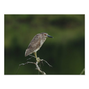Black Crowned Night Heron Photo Print