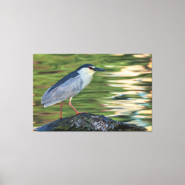 Black-crowned Night Heron Portrait Canvas Print (Front)