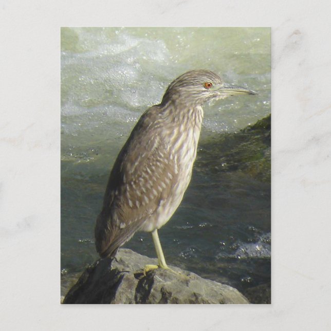 Black-crowned Night-heron Postcard (Front)