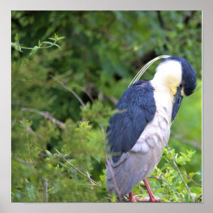 Black-crowned Night Heron Poster