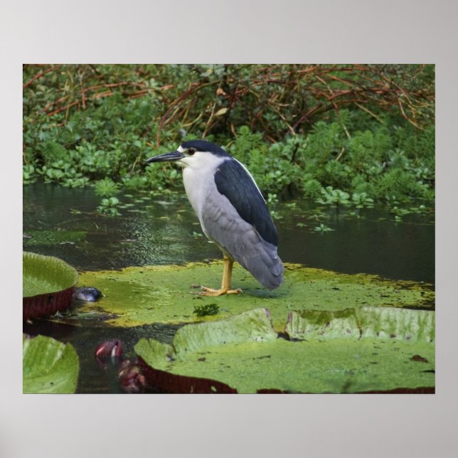 Black Crowned Night Heron Poster (Front)