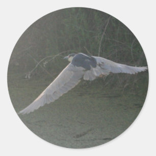 Black-Crowned Night-Heron Sticker