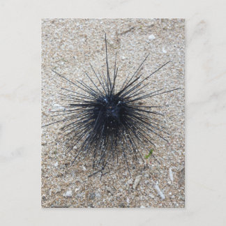 Black Diadem sea urchin in close up on sand beach Postcard