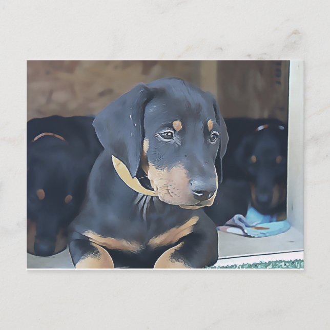 Black Doberman Puppy Postcard (Front)