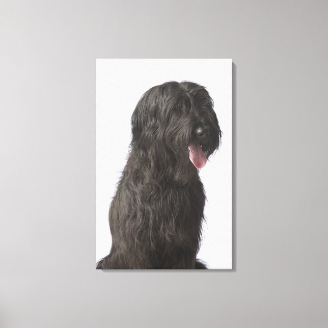 Black dog, Briard Canvas Print (Front)