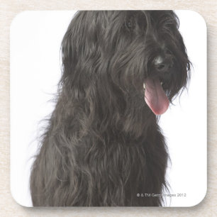 Black dog, Briard Coaster