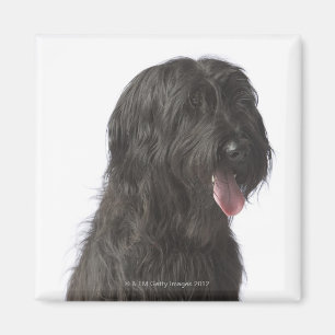 Black dog, Briard Magnet