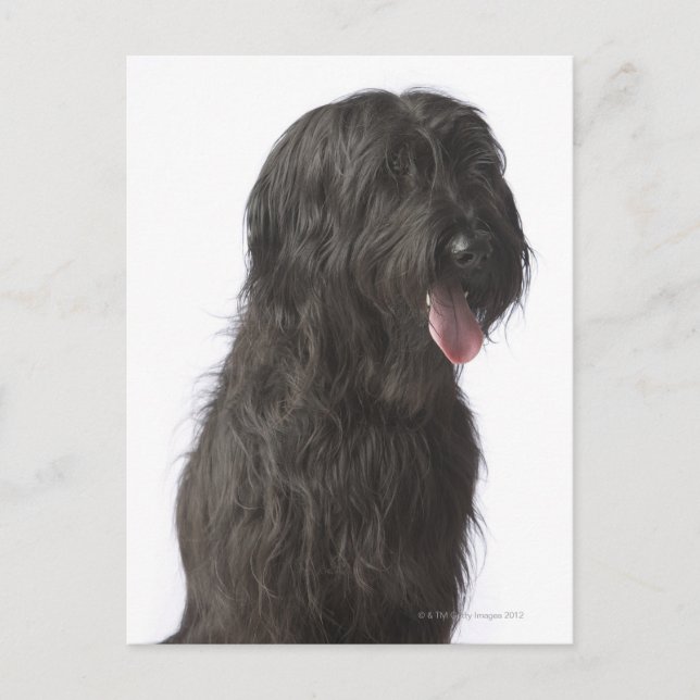 Black dog, Briard Postcard (Front)