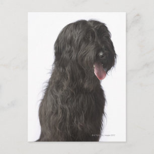 Black dog, Briard Postcard