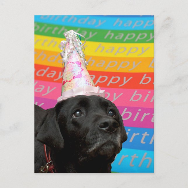 Black Dog Colourful Happy Birthday Text Postcard (Front)