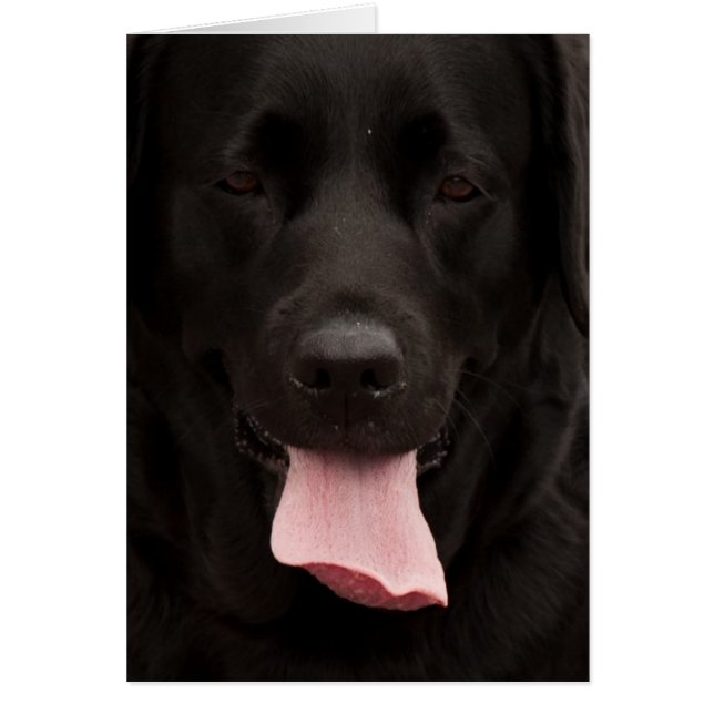 Black dog face (Front)
