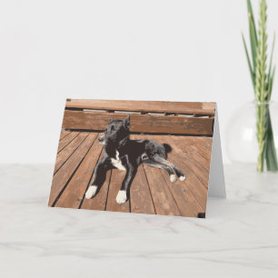 Black Dog Laying On A Deck Sleepy Puppy Card