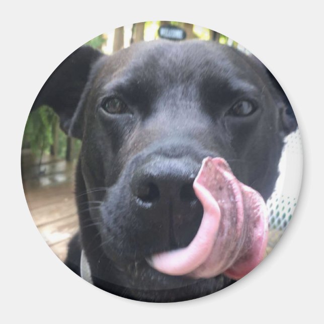 Black Dog Magnet (Front)