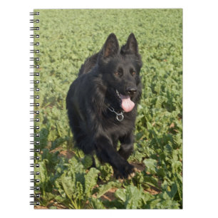 Black Dog Notebook
