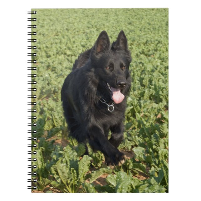 Black Dog Notebook (Front)