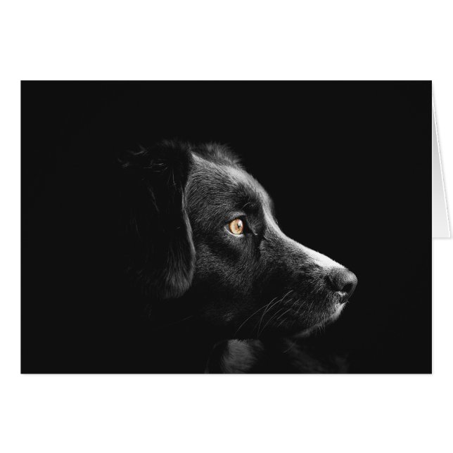 Black Dog Watching (Front Horizontal)