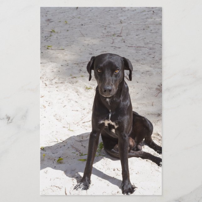 Black dog with an evil eye stationery (Front)