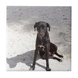 Black dog with an evil eye tile