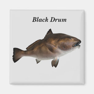 Black Drum  Fish Magnet