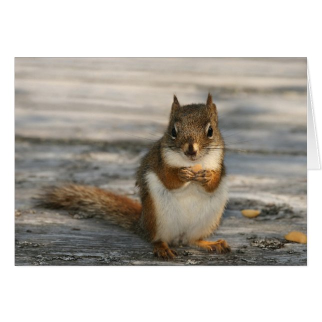 Black Duck Cove (Devant Horizontal)