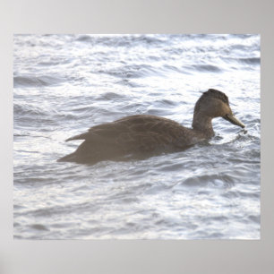 Black Duck in Ocean Poster