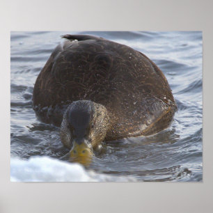 Black Duck Photo Poster