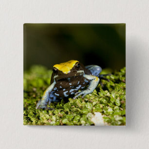 Black-eared Mantella, Mantella expectata, 2 Inch Square Button