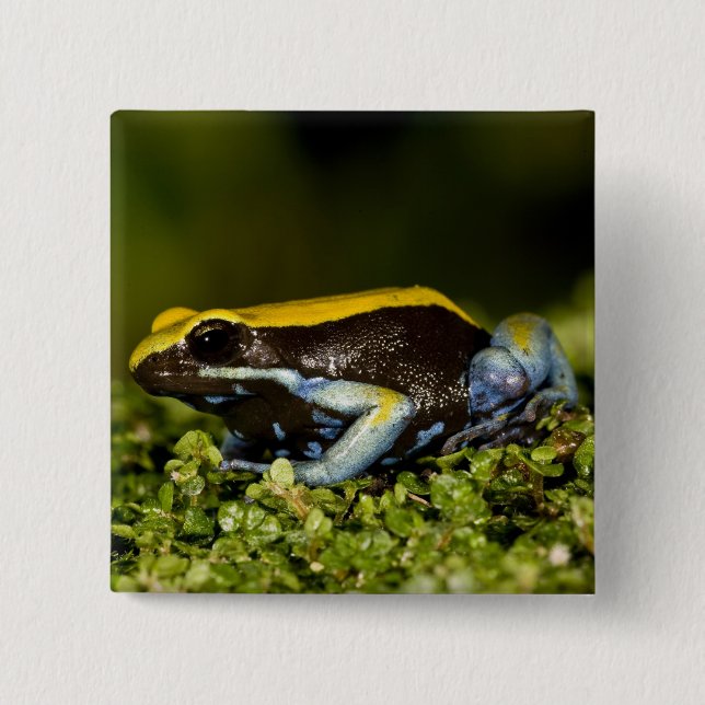 Black-eared Mantella, Mantella expectata, 2 Inch Square Button (Front)