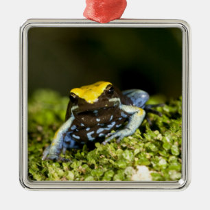 Black-eared Mantella, Mantella expectata, 2 Metal Ornament