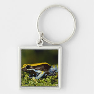 Black-eared Mantella, Mantella expectata, Keychain