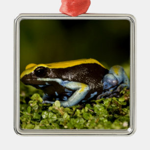 Black-eared Mantella, Mantella expectata, Metal Ornament