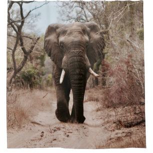 BLACK ELEPHANT WALKING ON BROWN SAND