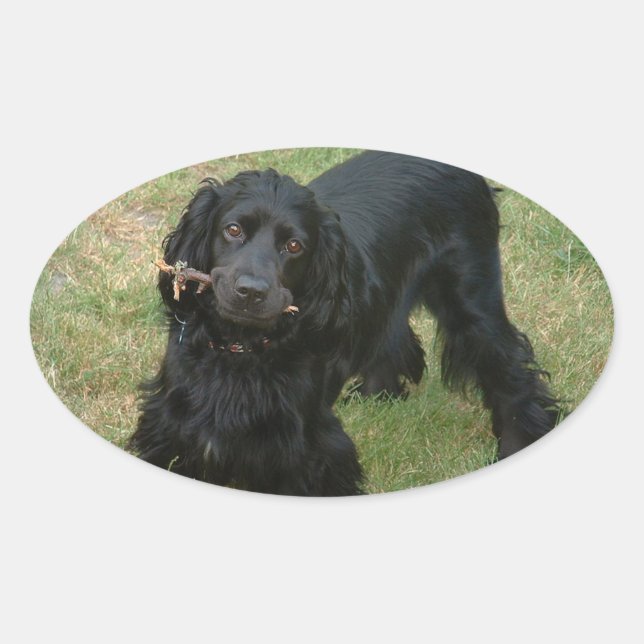black english cocker spaniel full 2 oval sticker (Front)